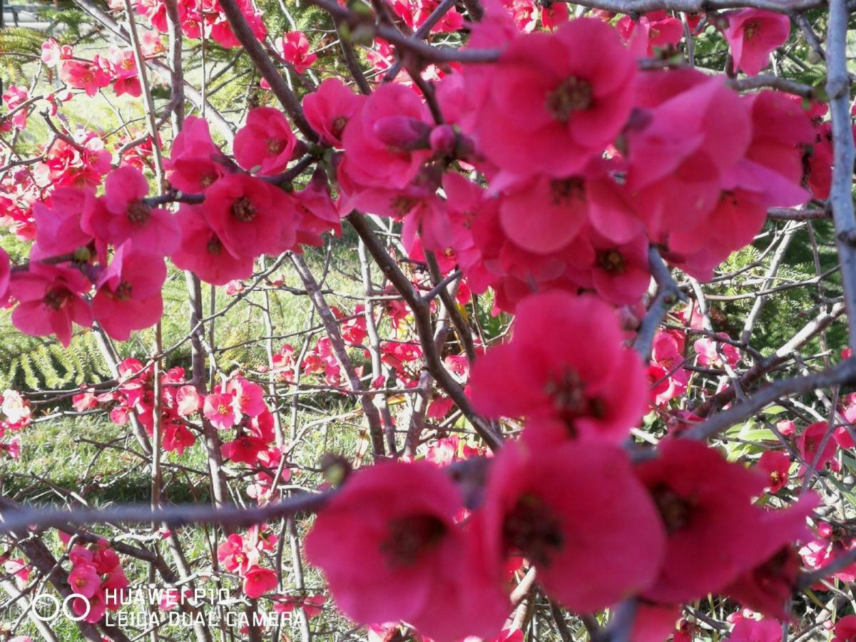 فيرتيليا B&B Fiori Di Pesco المظهر الخارجي الصورة